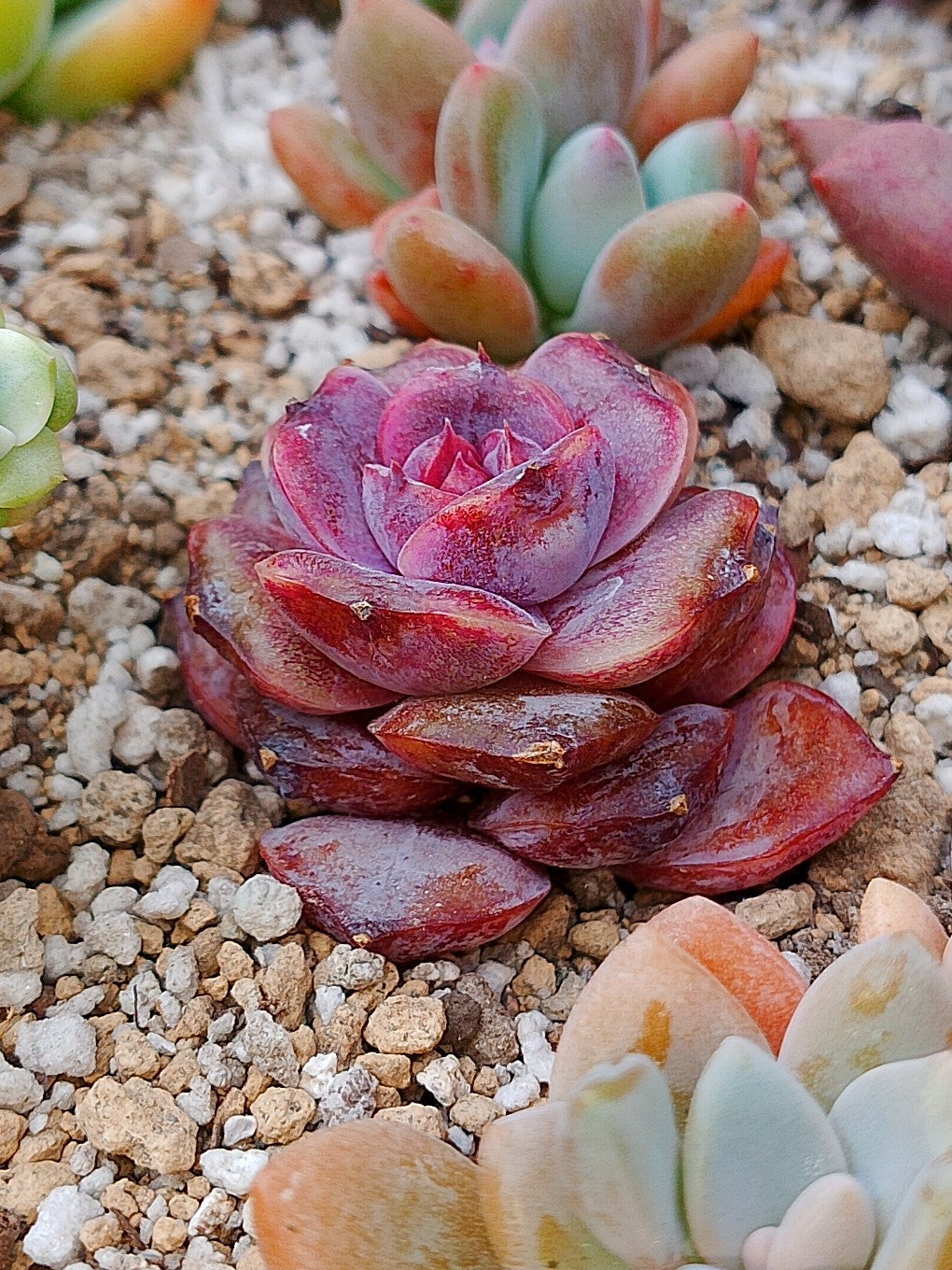 Echeveria j'adore | maceta 3"