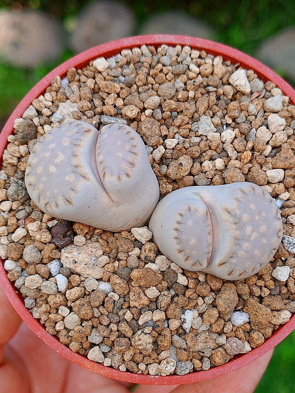 Lithops Julii | 2 cabezas