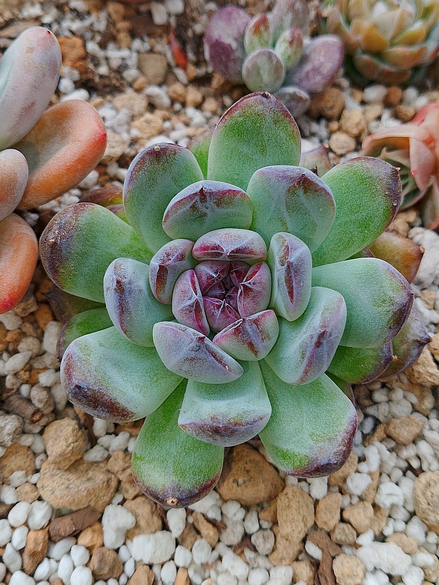 Echeveria Gemstone A