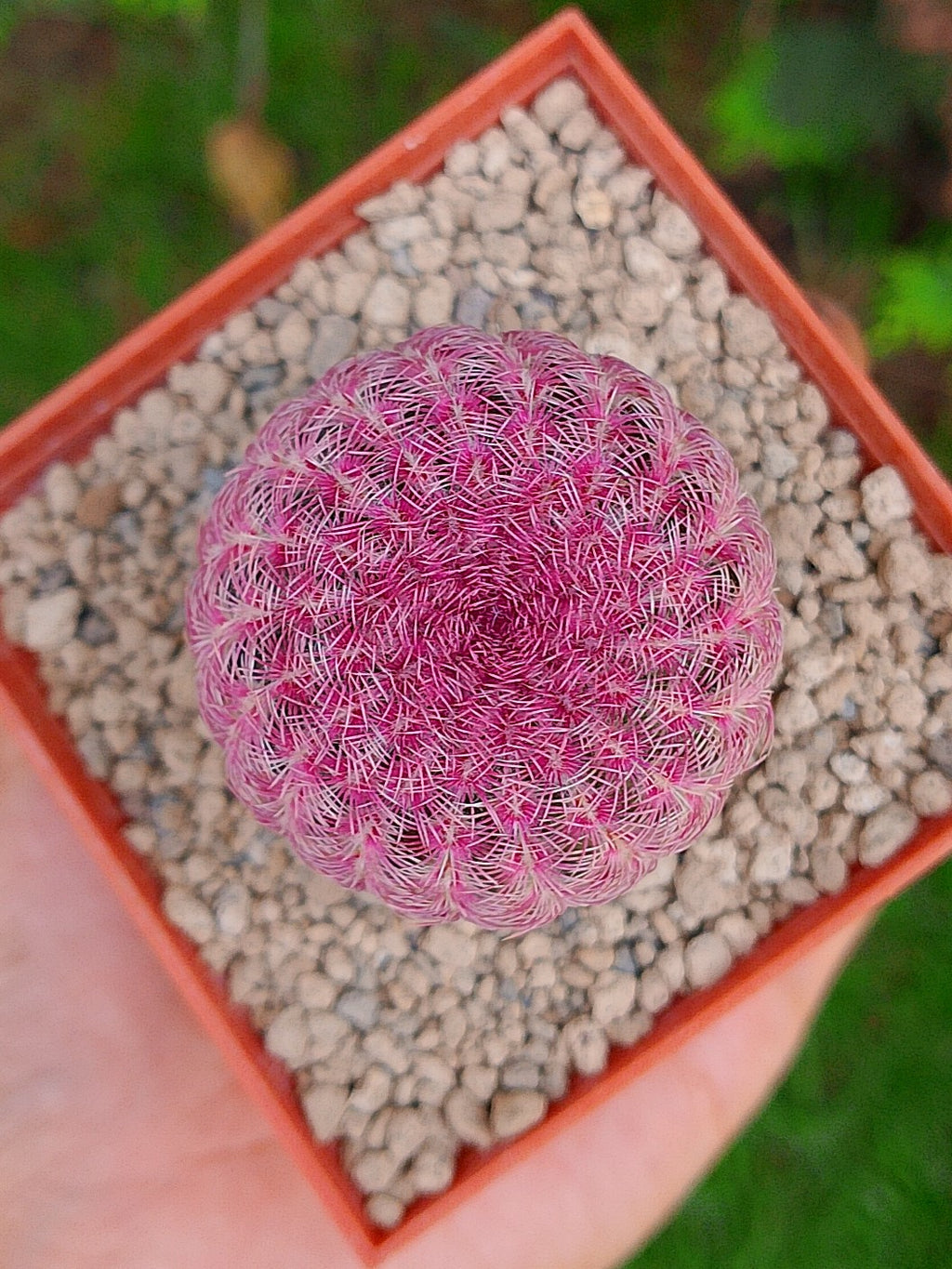 Cactus Arcoiris (Echinocereus rigidissimus rubispinus)