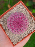 Cactus Arcoiris (Echinocereus rigidissimus rubispinus)