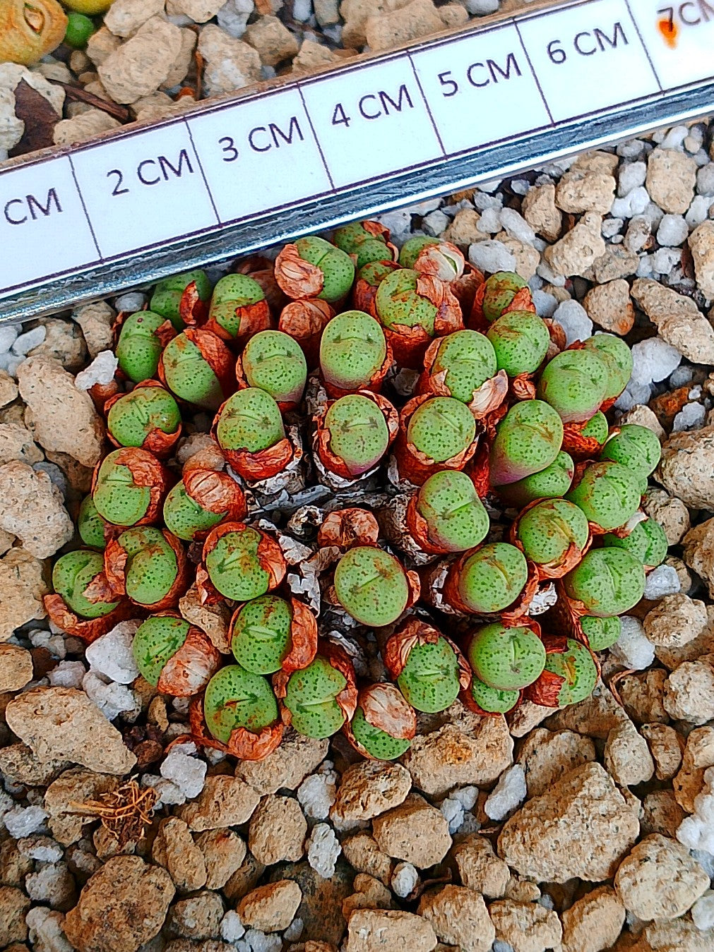 Conophytum h. Minutum (colonia 5 cm)