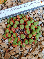 Conophytum h. Minutum (colonia 5 cm)