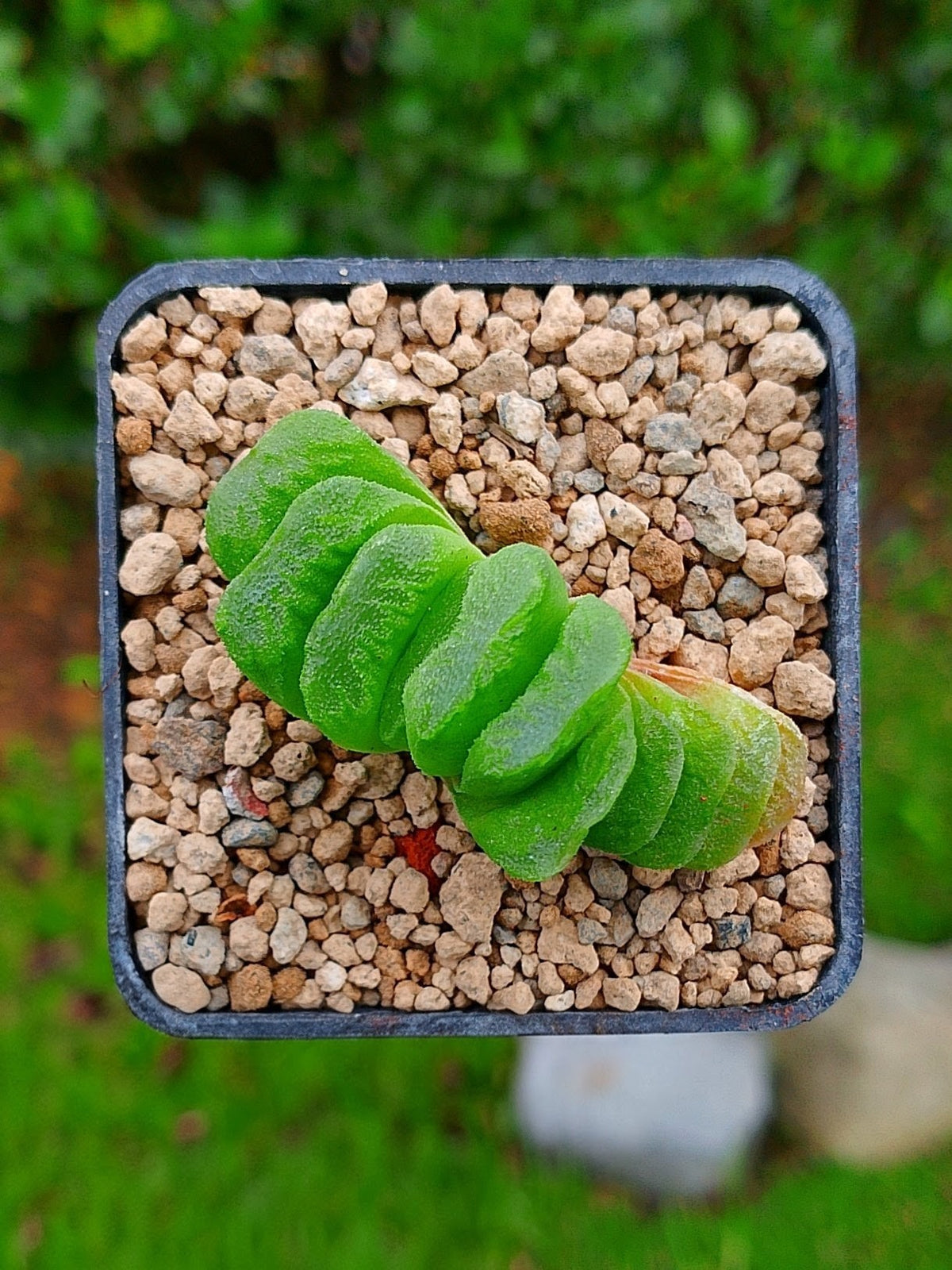 Haworthia Lime lemon A | maceta 2"