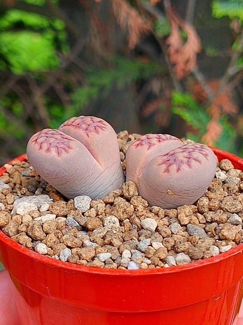 Lithops Hallii | 2 cabezas
