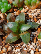 Haworthia RG E | maceta 3"