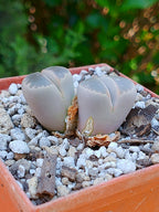 Lithops Olivacea  | 2 cabezas