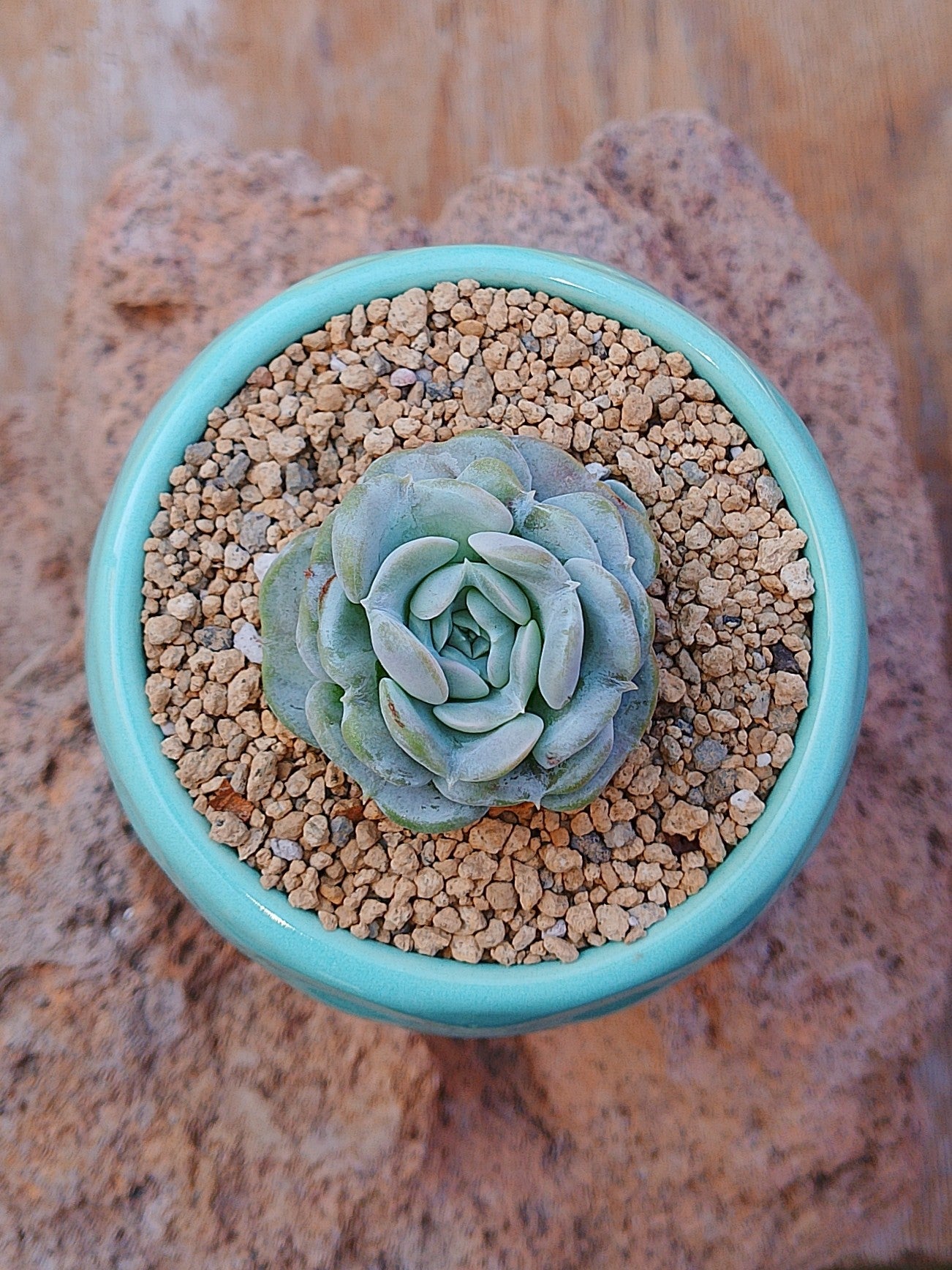 Echeveria Heart angel