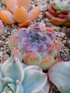 Echeveria Suji | maceta 3"
