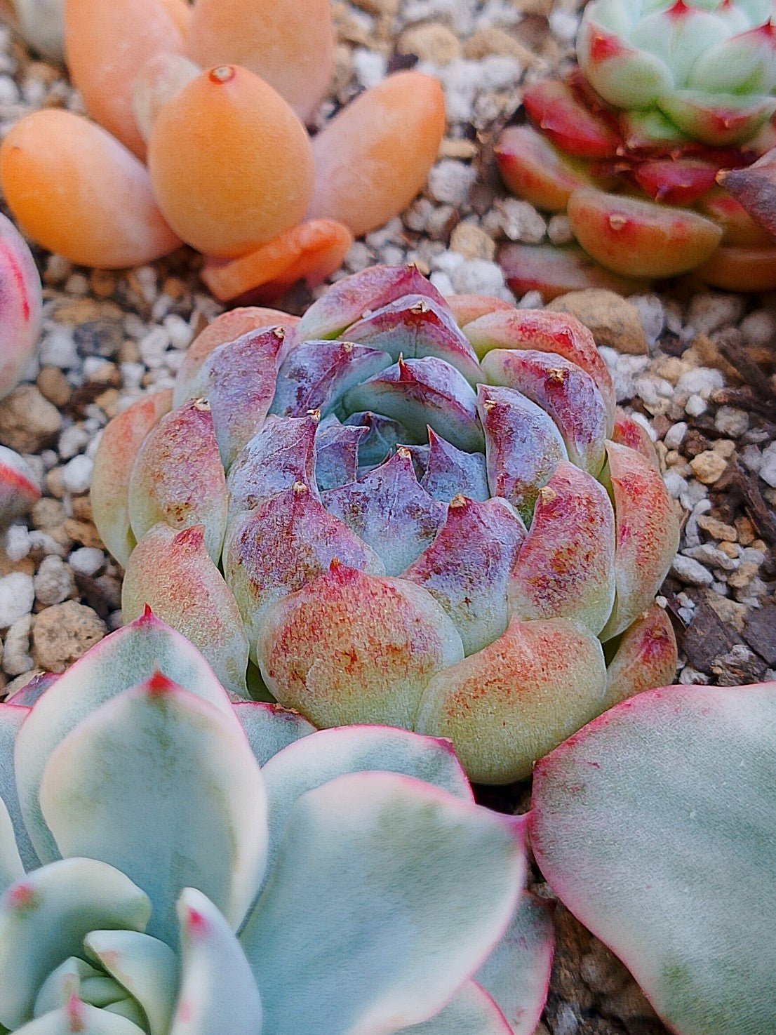 Echeveria Suji | maceta 3"