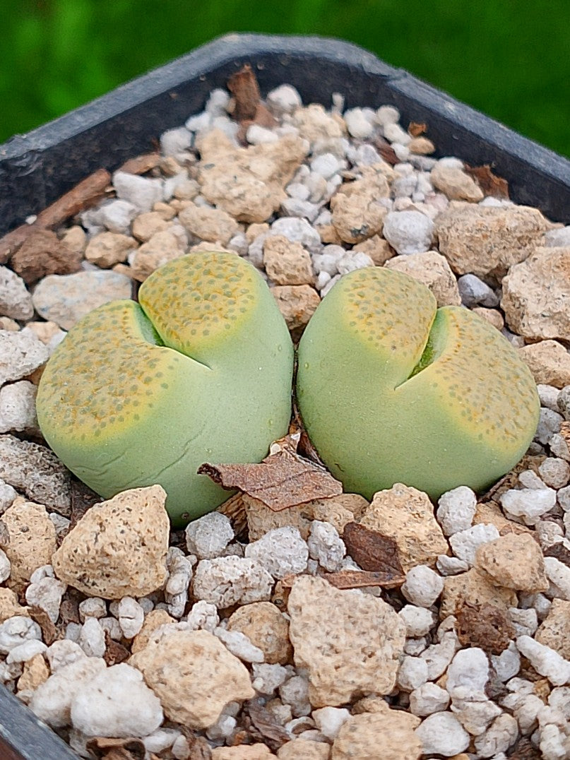 C363 Lithops Fulviceps var aurea - 2 cabezas