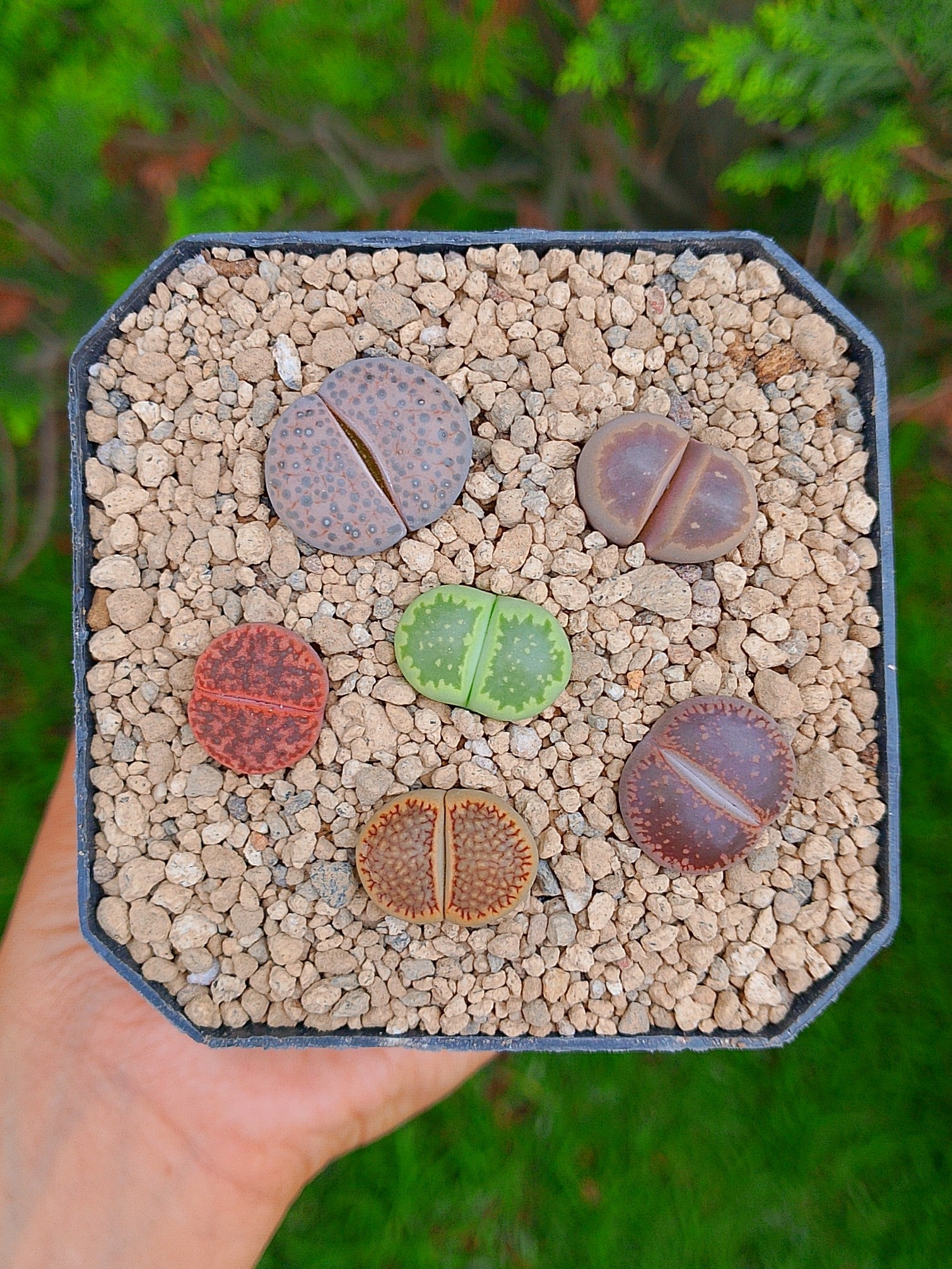 Paquete lithops cultivares J | maceta de 3.5"