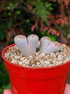 Lithops Julii | 2 cabezas