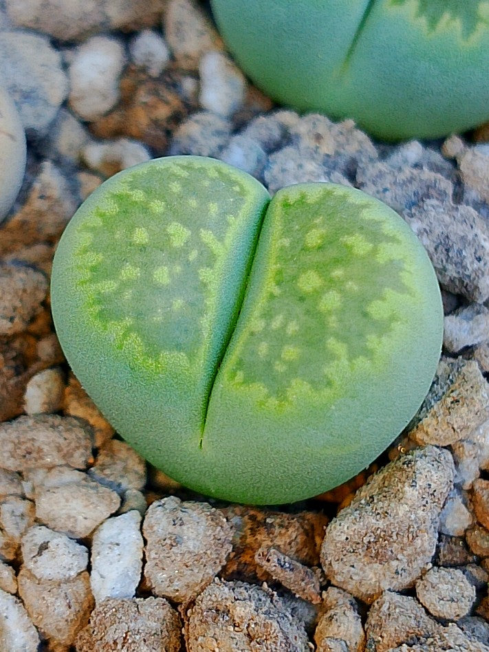 C351A 	Lithops salicola 'Malachite