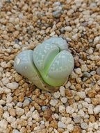 C304 	Lithops naureeniae