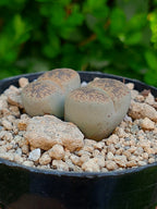 Lithops Leslie - 2 cabezas