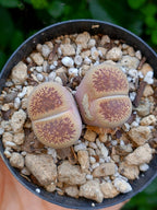 Lithops Aucampiae| 2 cabezas
