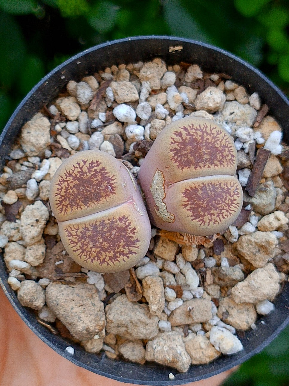 Lithops Aucampiae| 2 cabezas
