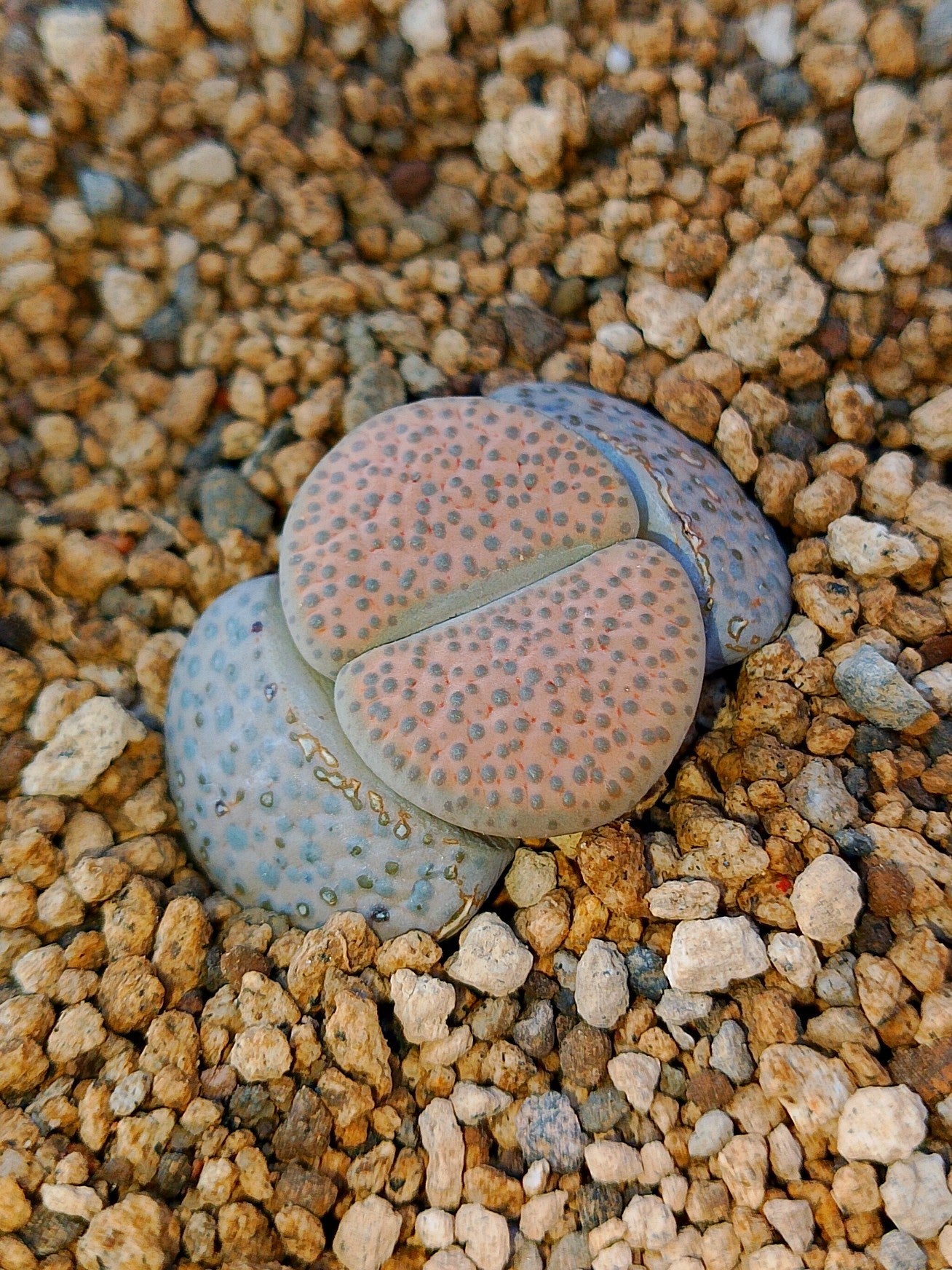 C170 	Lithops fulviceps v. fulviceps