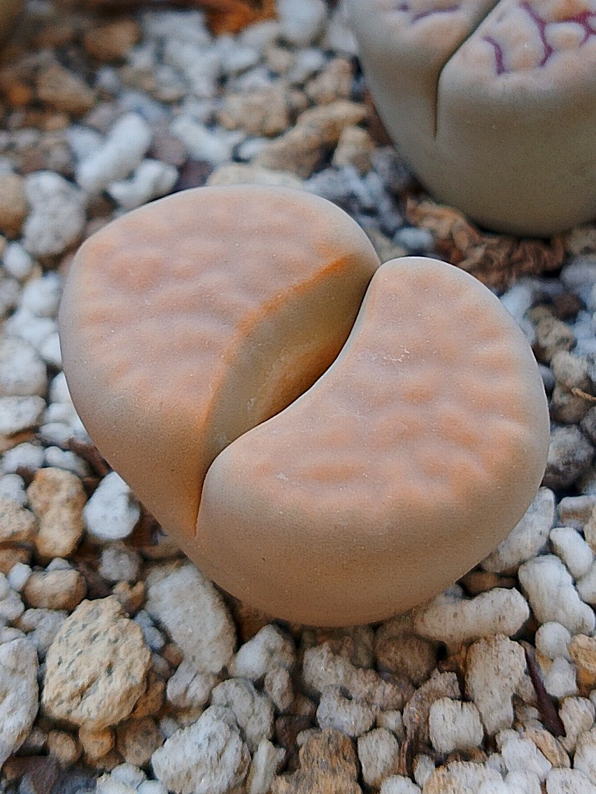 C169 	Lithops karasmontana ssp. karasmontana v. karasmontana (syn. mickbergensis)