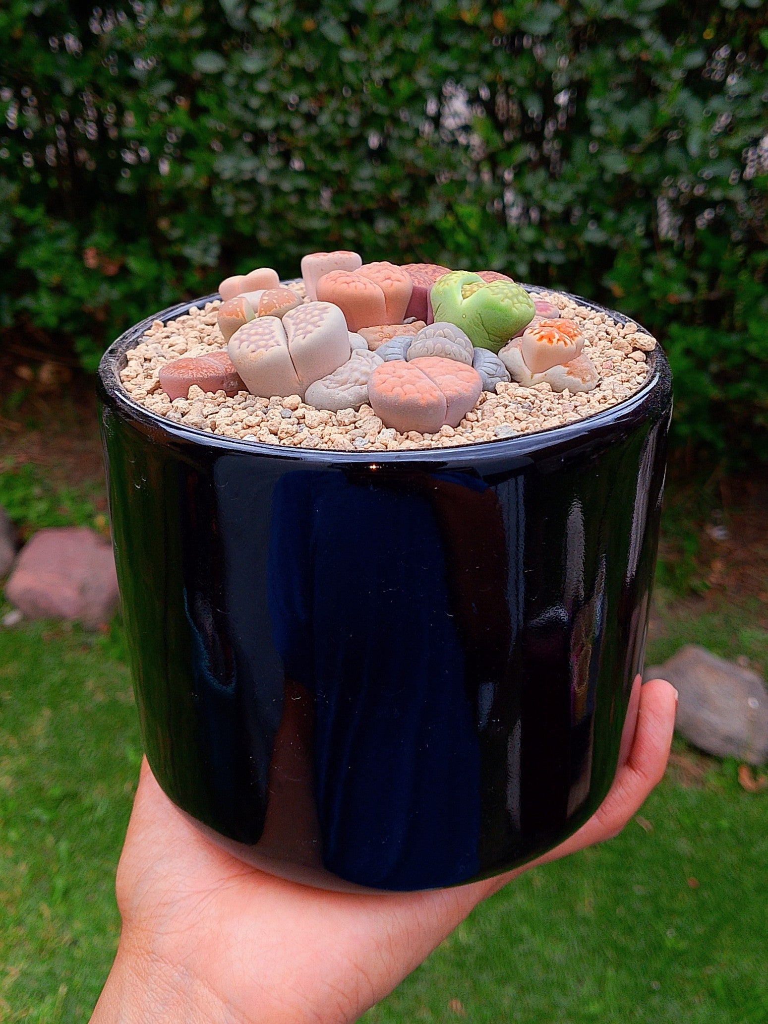 Paquete lithops Mix - circular B