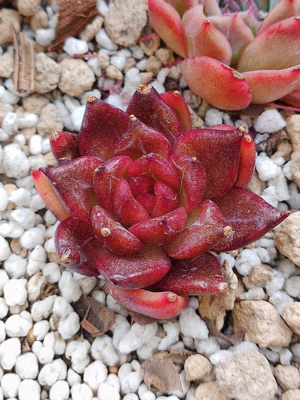 Echeveria Nike | maceta 3"