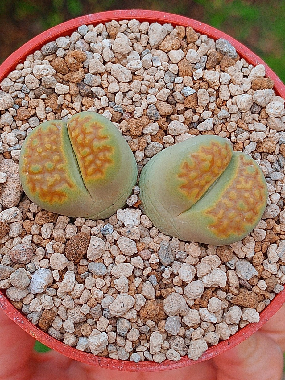 Lithops Hallii var ochracea 'Green soapstone'| 2 cabezas