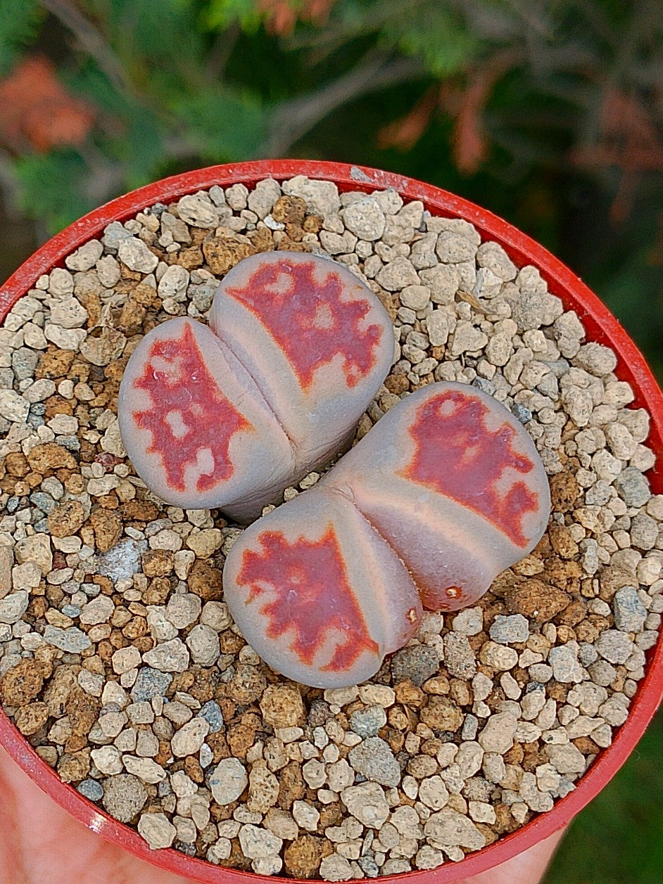Lithops Karasmontana "lava flow"| 2 cabezas
