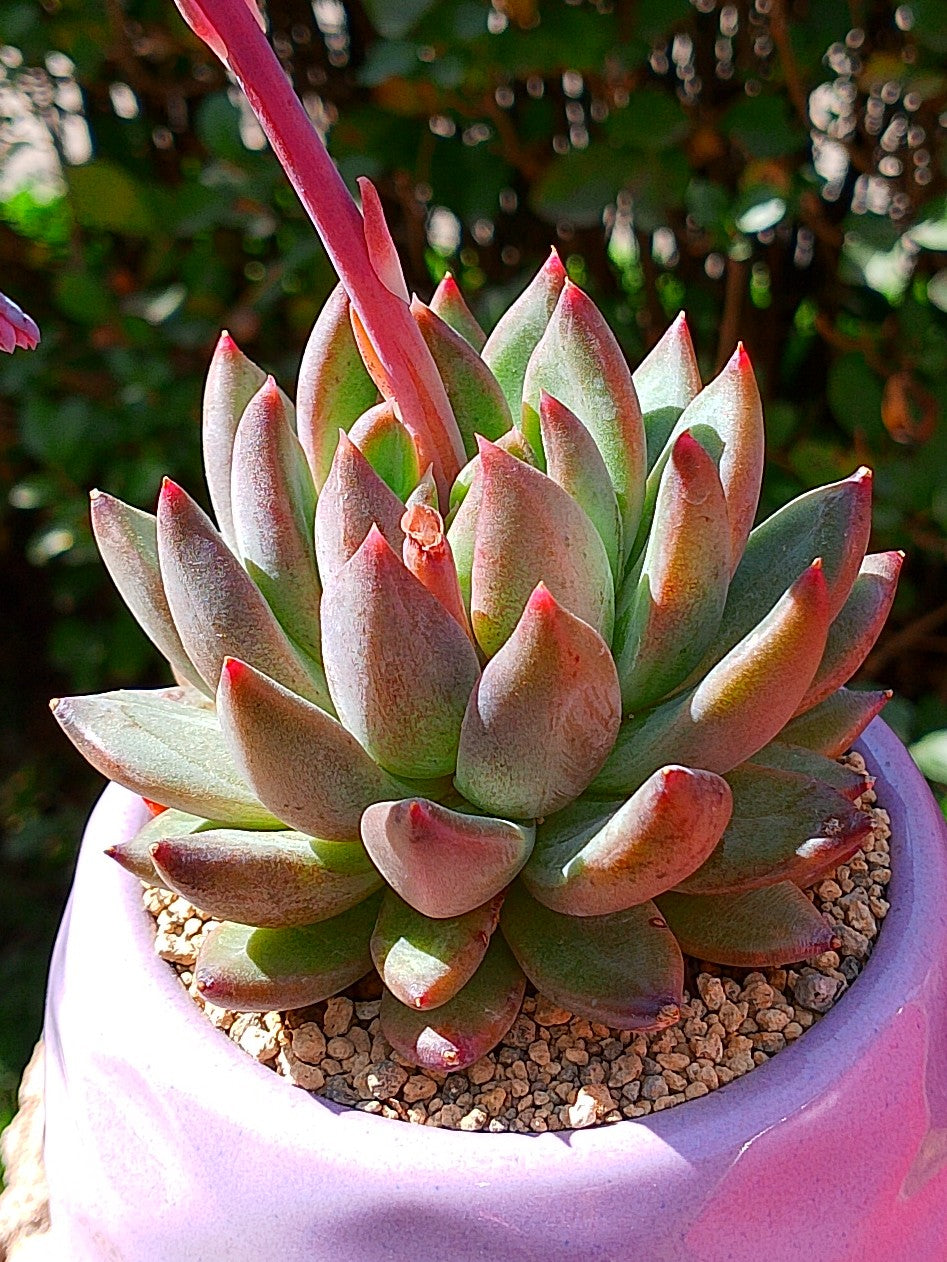 Pachyphytum carvan