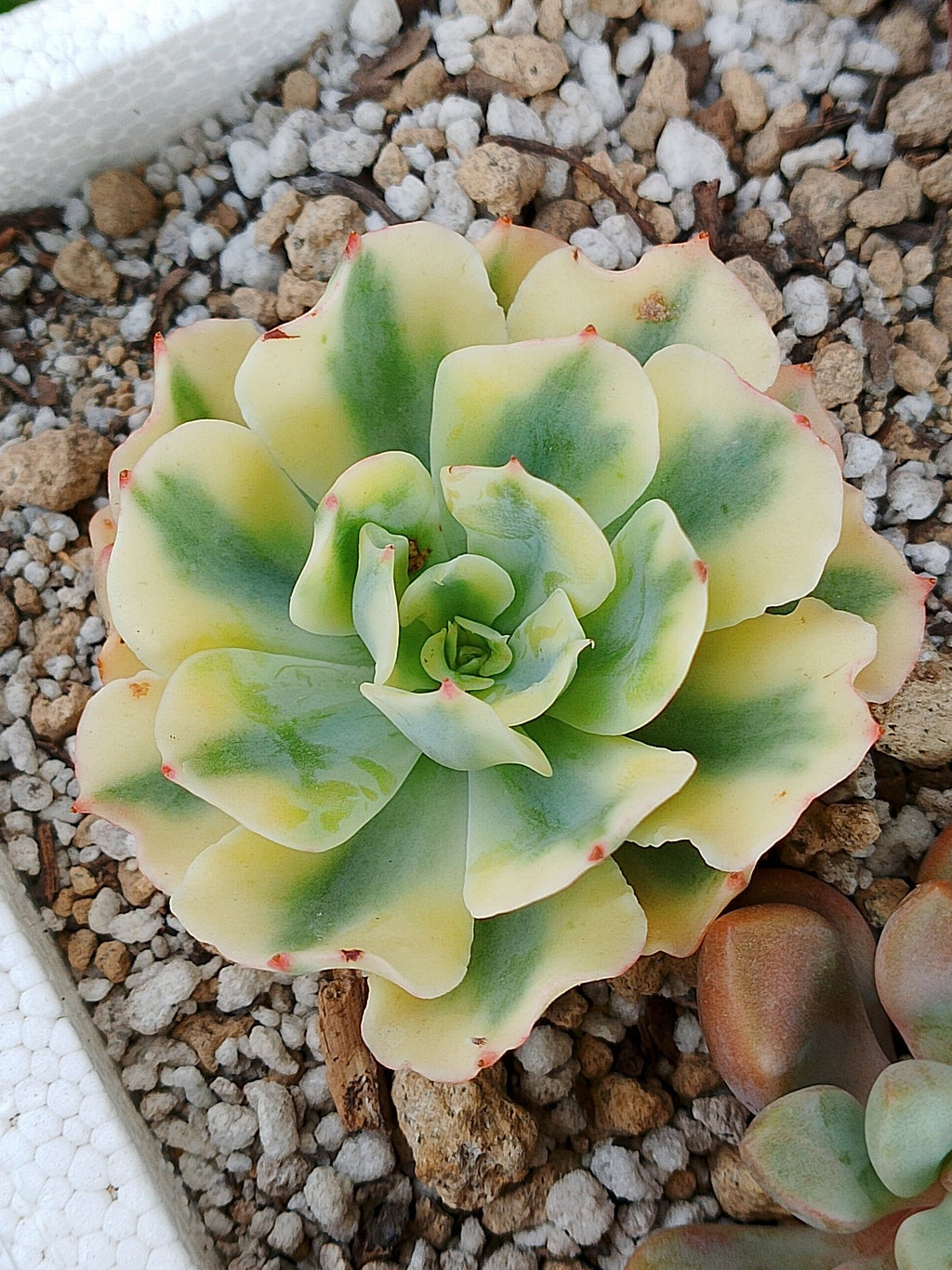 Echeveria Snow flying variegada | maceta 3"