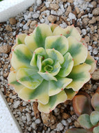 Echeveria Snow flying variegada | maceta 3"