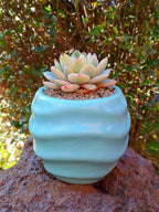 Echeveria Orange monroe variegada