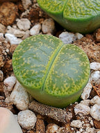 C036B 	Lithops lesliei ssp. lesliei v. lesliei 'Storms’s Albinigold'
