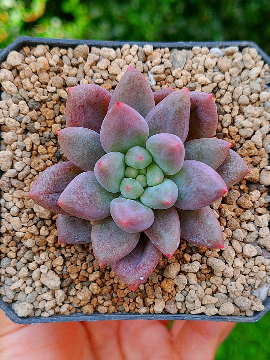 Pachyphytum Hana byul | maceta 3"