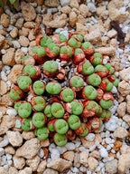 Conophytum h. Minutum (colonia 5 cm)