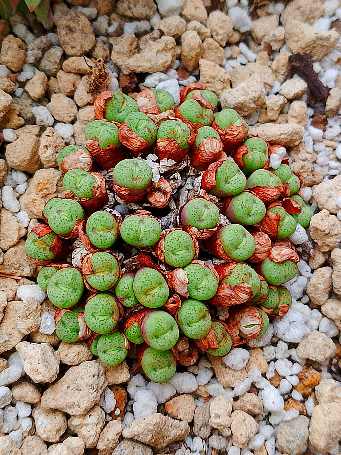 Conophytum h. Minutum (colonia 5 cm)