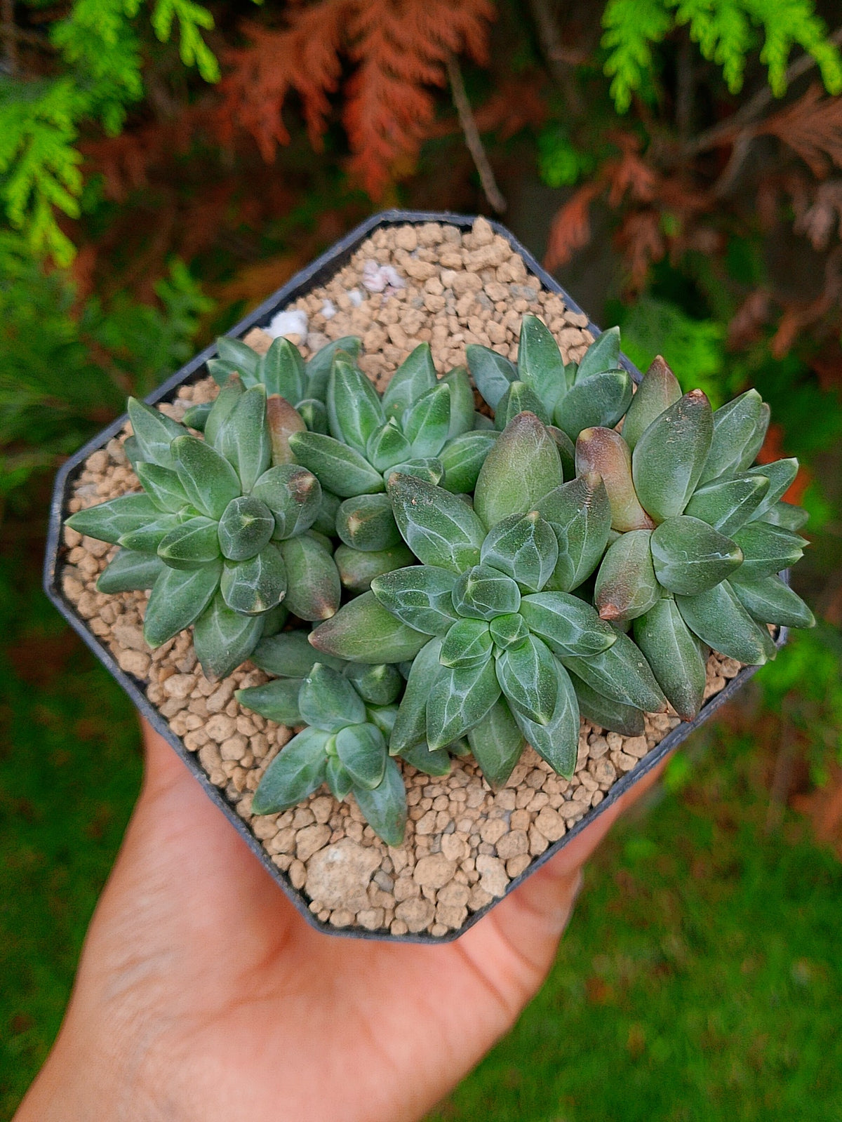 Pachyphytum compactum B | maceta 3.5"