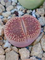 C048 	Lithops aucampiae ssp. euniceae v. euniceae A