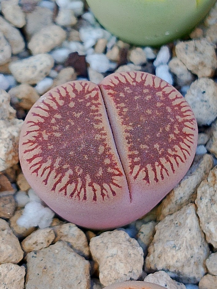 C048 	Lithops aucampiae ssp. euniceae v. euniceae A