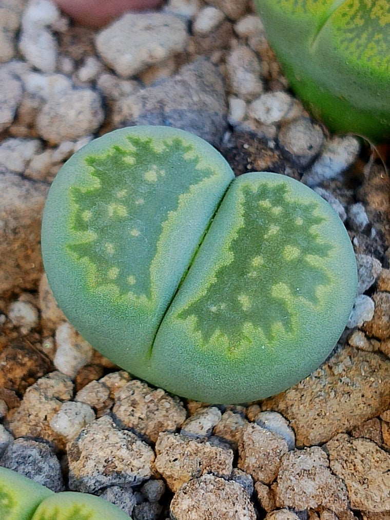 C351A 	Lithops salicola 'Malachite