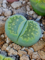 C351A 	Lithops salicola 'Malachite