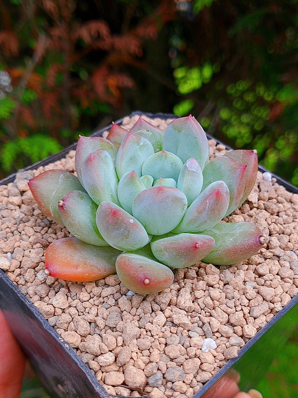 Echeveria Maverick B | maceta 3"