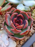 Echeveria Agavoides 'Black rose' | maceta 3"