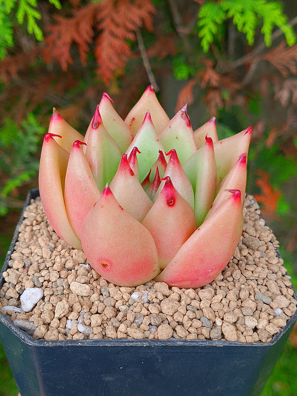 Echeveria Agavoides Gilva | maceta 3"