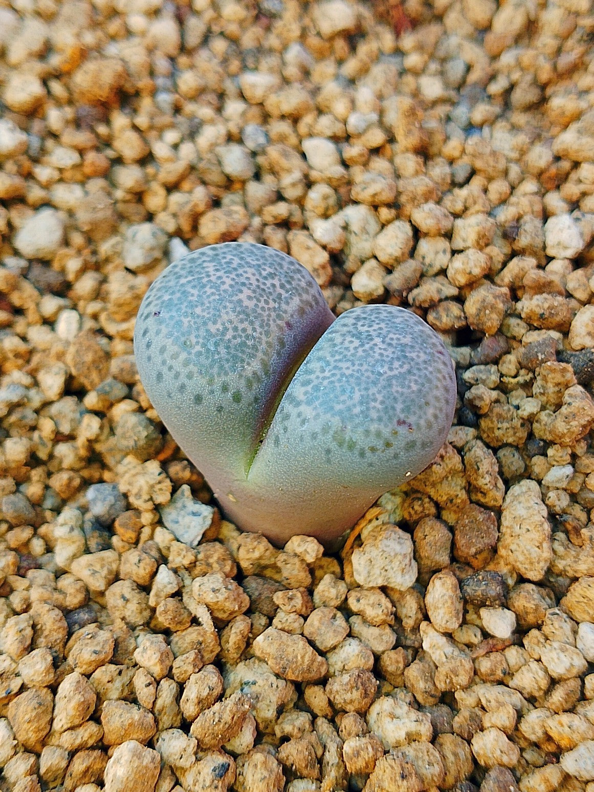 C131 Lithops terricolor (syn. peersii)