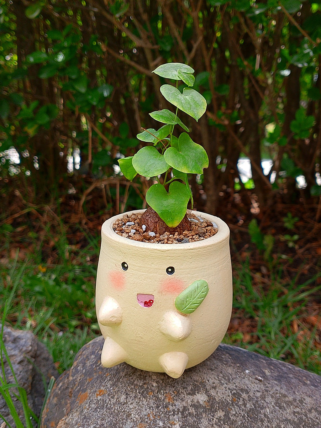 Chicorita | Dioscorea Elephantipens