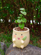 Chicorita | Dioscorea Elephantipens