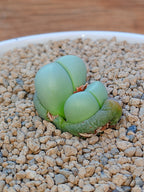 Argyroderma Delaetti