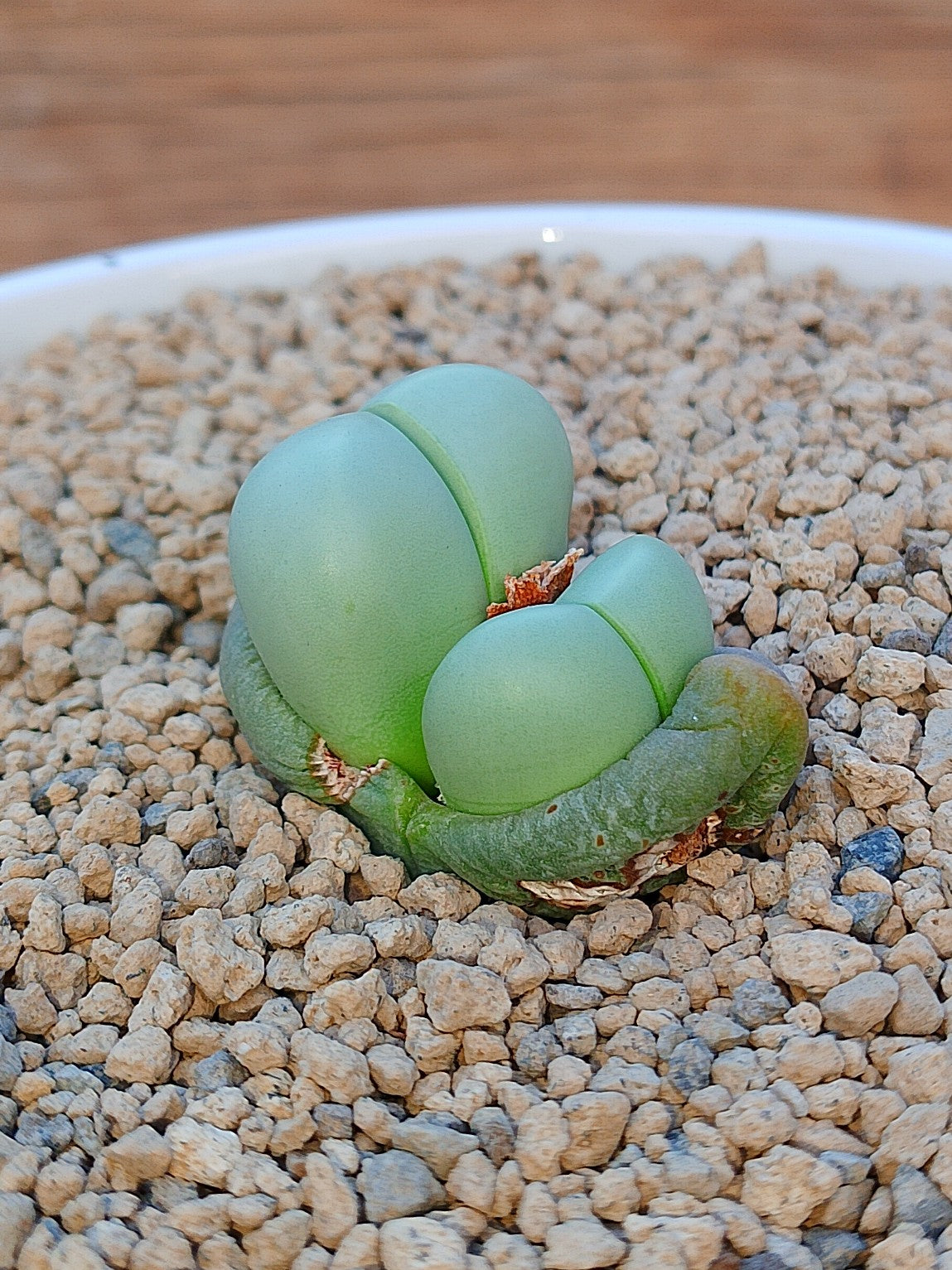 Argyroderma Delaetti