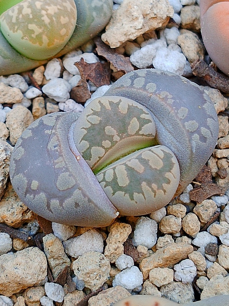 C280 	Lithops otzeniana